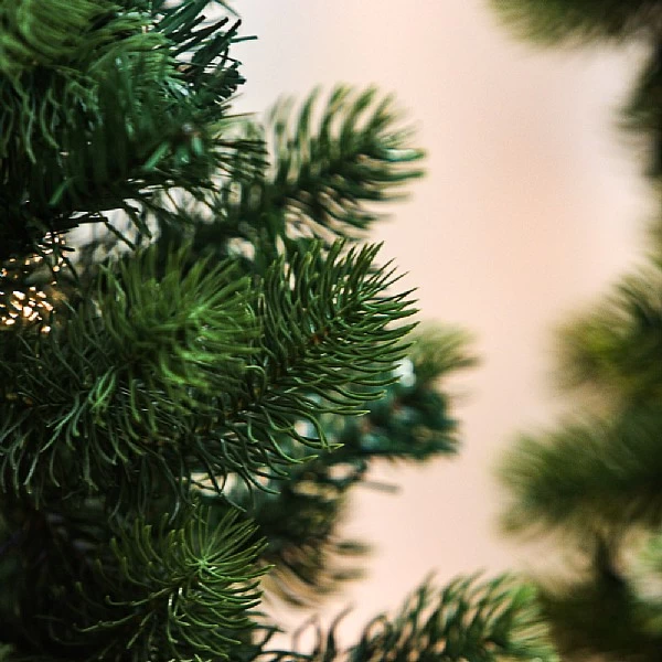 7ft Colorado Pencil Spruce Artificial Christmas Tree 3 7ft Colorado Pencil Spruce Artificial Christmas Tree - Image 3