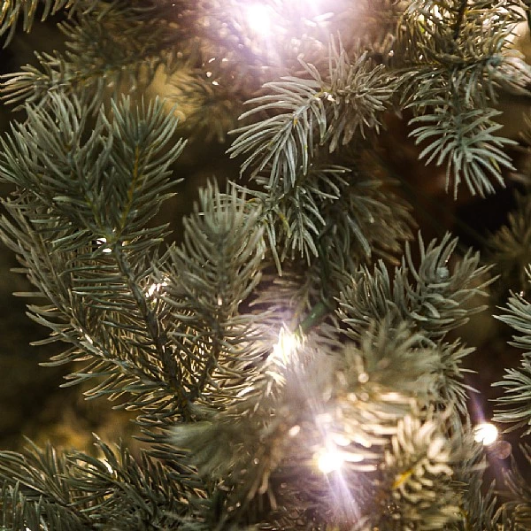 7.5ft Pre-Lit Woburn Blue Fir Artificial Christmas Tree 2 7.5ft Pre-Lit Woburn Blue Fir Artificial Christmas Tree - Image 2